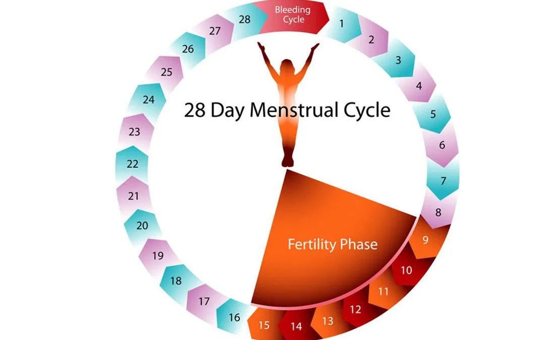 Menstrual Cycle