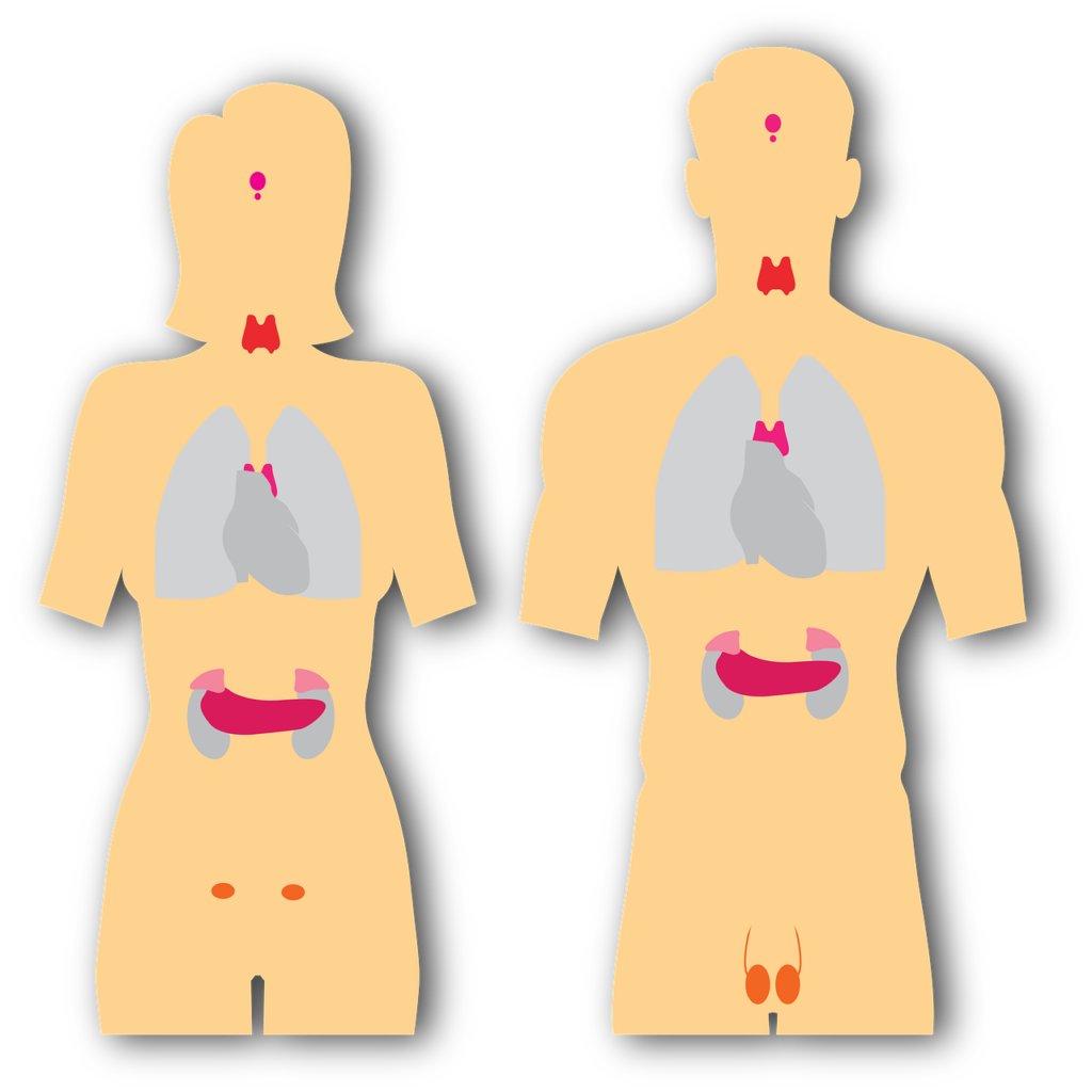 Thyroid