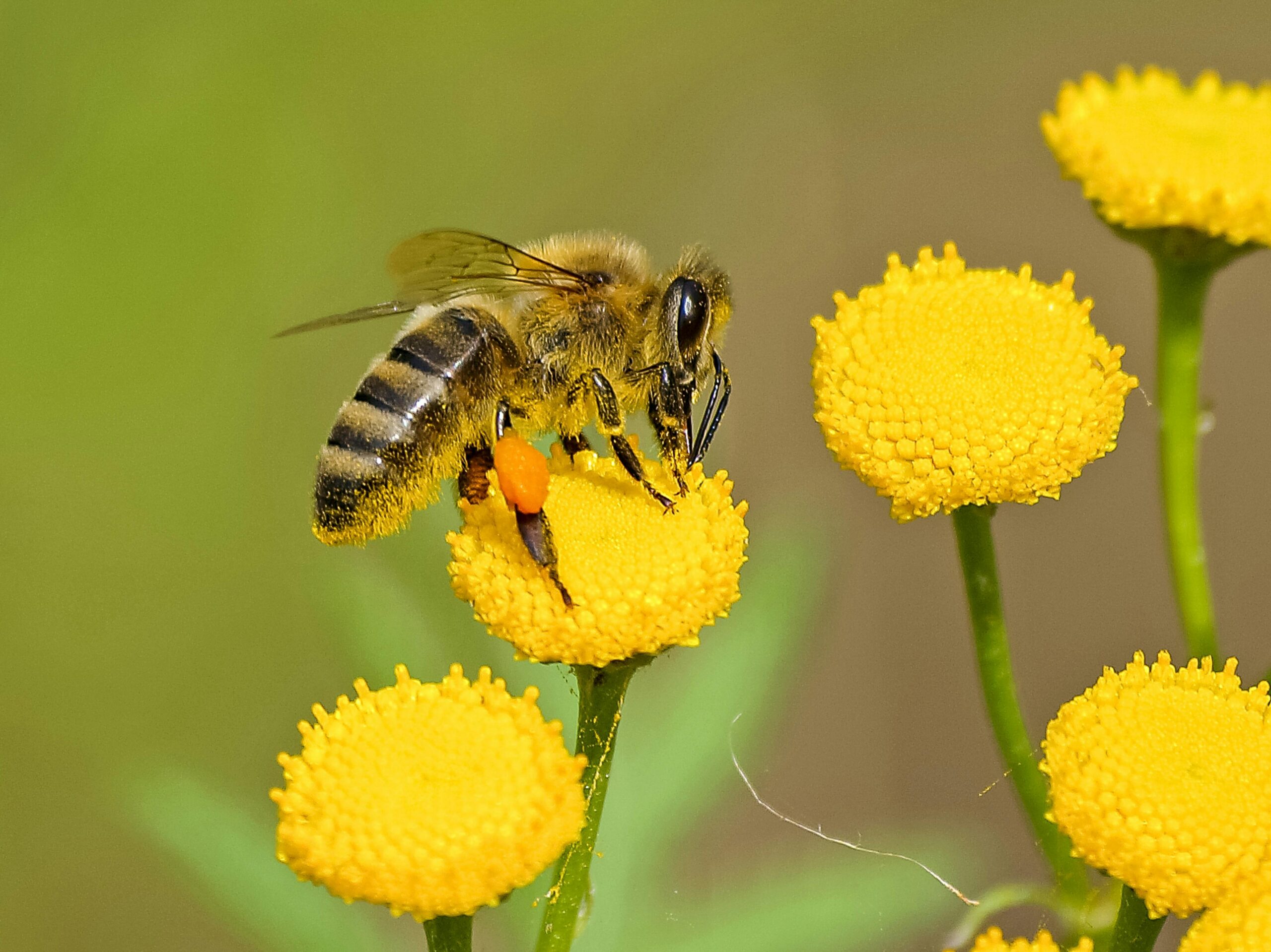 Allergies