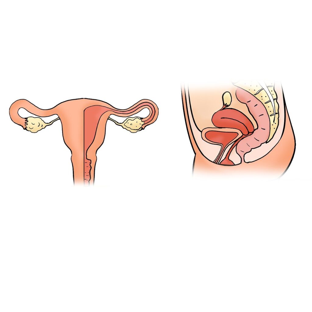 Uterus get normal after delivery