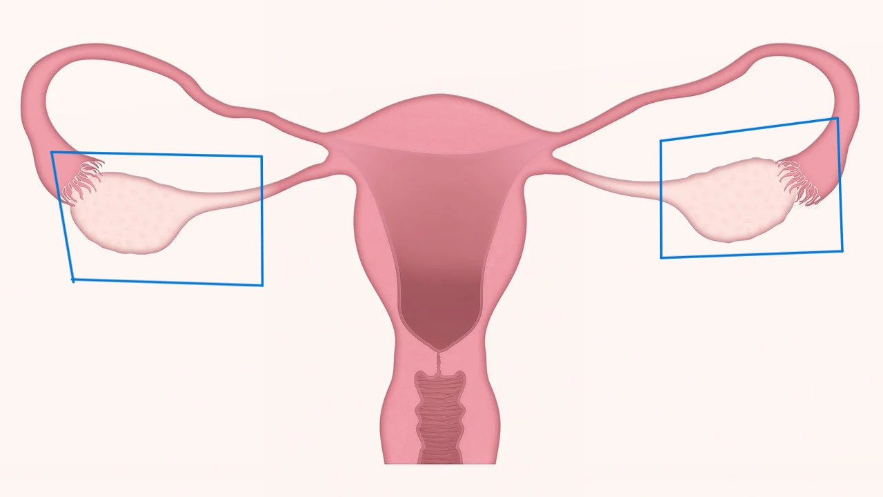 Menopause uterus